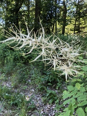 Aruncus