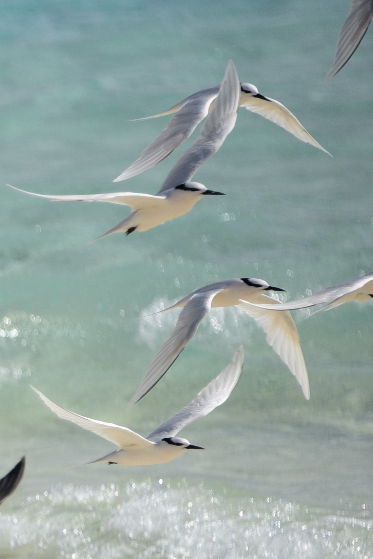 Black-naped Tern