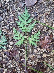 Chaerophyllum villarsii