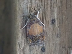 Olethreutes osmundana