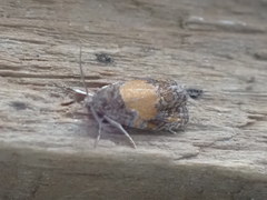 Olethreutes osmundana