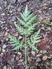 Chaerophyllum villarsii