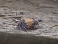 Olethreutes osmundana