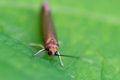 Micropterix