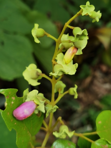 Image of Liana De Cuello (Amphilophium paniculatum) by (c) Eduardo Chacón Madrigal, some rights reserved (CC BY)