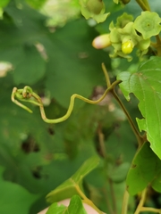 Amphilophium paniculatum