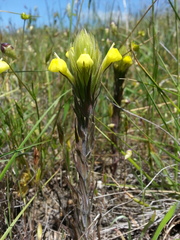 Castilleja rubicundula lithospermoides