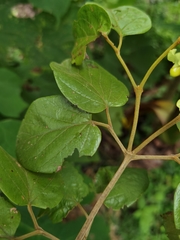 Amphilophium paniculatum
