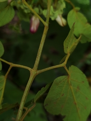 Amphilophium paniculatum