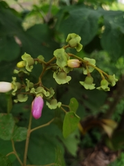 Amphilophium paniculatum