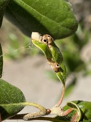 Callirhytis perfoveata