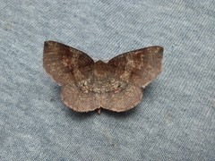 Metarranthis angularia