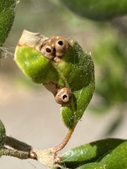Callirhytis perfoveata