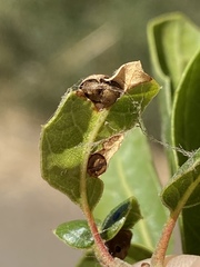 Callirhytis perfoveata