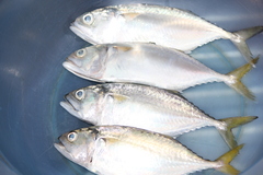 Rastrelliger brachysoma