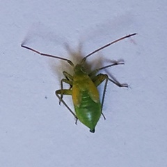 Adelphocoris lineolatus