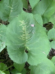 Scrobipalpula manierreorum