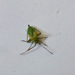 Adelphocoris lineolatus