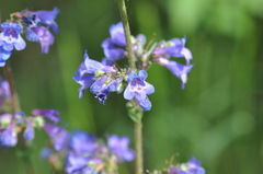Penstemon subserratus