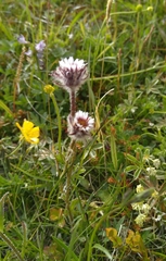 Erigeron borealis