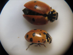 Hippodamia variegata