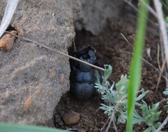 Lethrus apterus