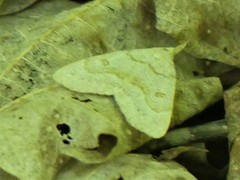 Chytolita morbidalis