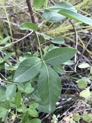 Heteromorpha arborescens arborescens