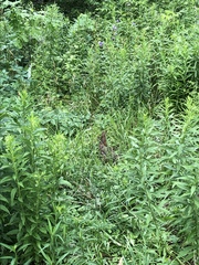 Sylvilagus floridanus