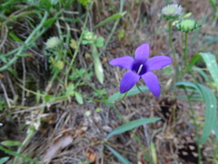 Campanula matritensis