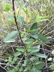 Heteromorpha arborescens arborescens