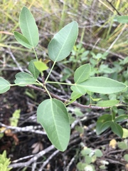 Heteromorpha arborescens arborescens