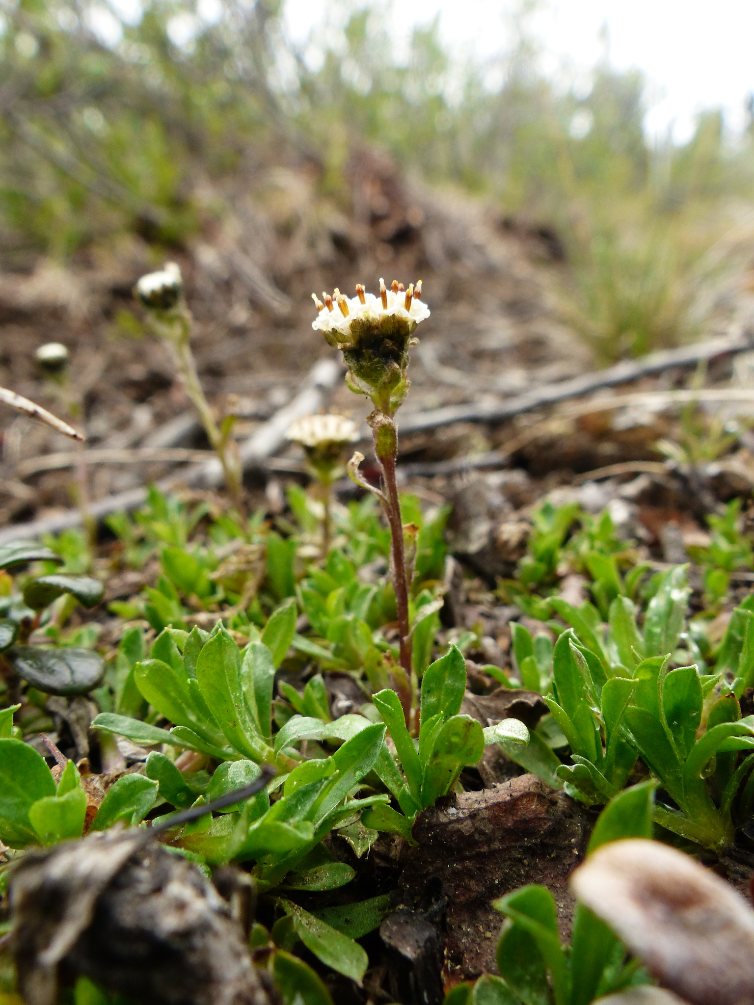 Antennaria monocephala ssp. monocephala