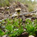 Antennaria monocephala - Photo (c) jozien, algunos derechos reservados (CC BY-NC), subido por jozien
