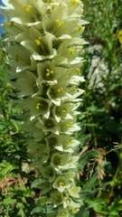 Campanula thyrsoides