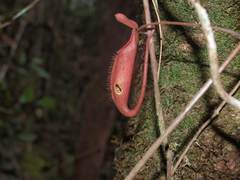Nepenthes hirsuta