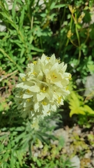 Campanula thyrsoides