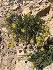 Ivesia gordonii