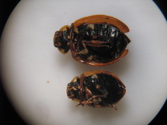 Hippodamia variegata