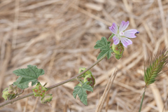Malva nicaeensis