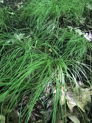 Carex trisperma