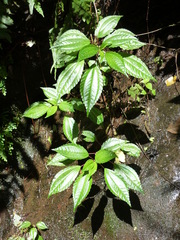 Pilea sublucens