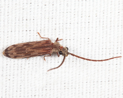 Tenomerga cinerea