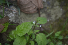 Lobelia xalapensis