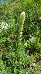 Campanula thyrsoides