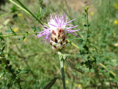 Centaurea alba