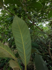 Ocotea sinuata