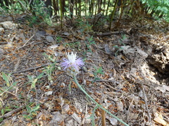 Centaurea alba