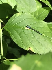 Enallagma geminatum