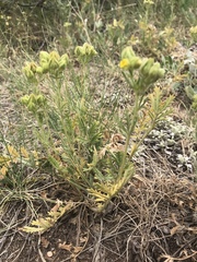 Potentilla bipinnatifida